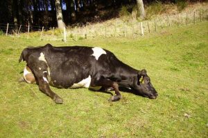Dealing with Milk Fever Challenges
