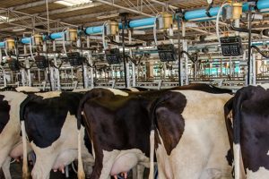 Peak Milk Yield and Breeding. Managing The Dairy Herd