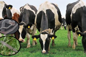 Phosphorous Deficiency – What to watch out for!